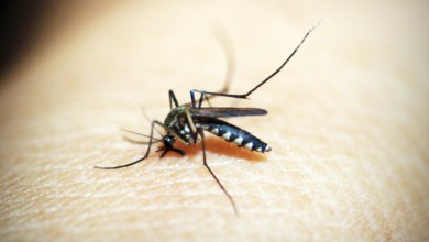 dengue Hidalgo