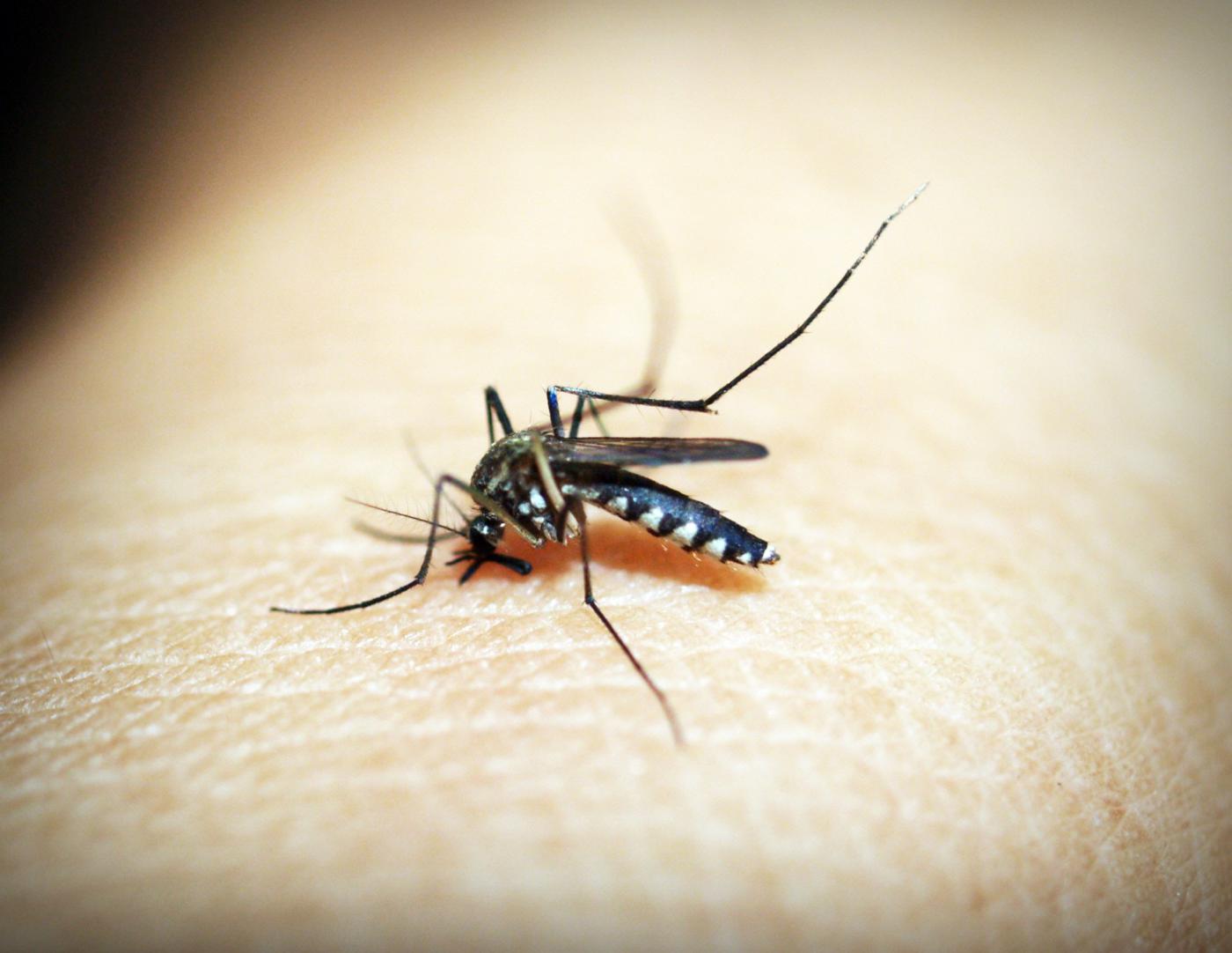 dengue Hidalgo