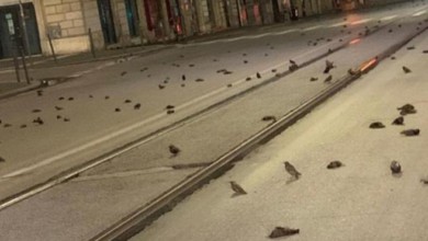 Mueren cientos de aves por fuegos artificiales en Roma