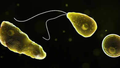 Foto de Naegleria fowleri mejor conocida como la ameba comecerebros y cuyos síntomas pueden llevar a la muerte.